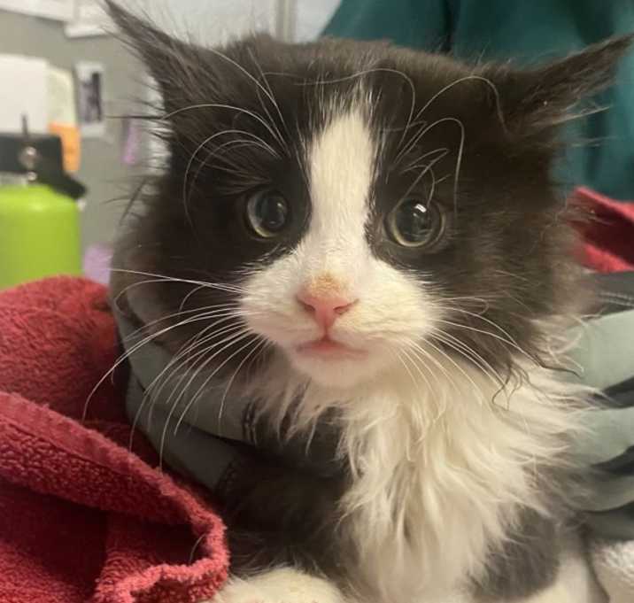 Photo of Wreck-It Ralph