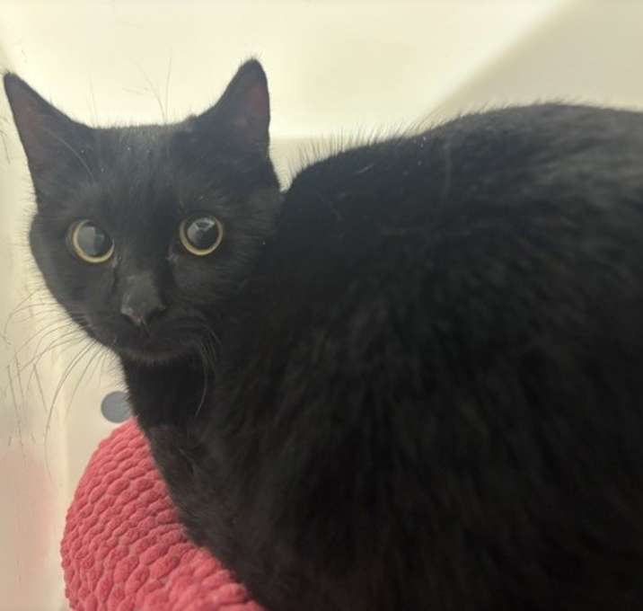 Photo of Wampus *barn Home Needed*