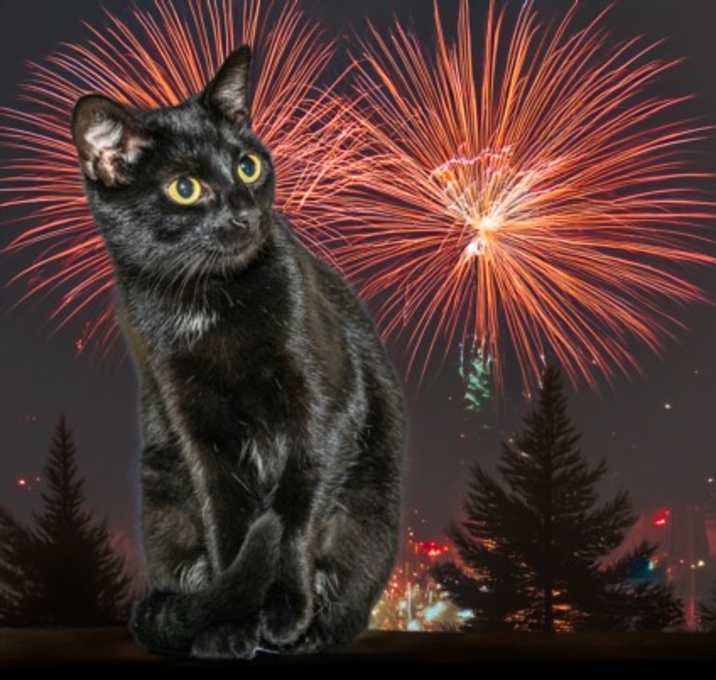 Photo of *BLACK CAT*