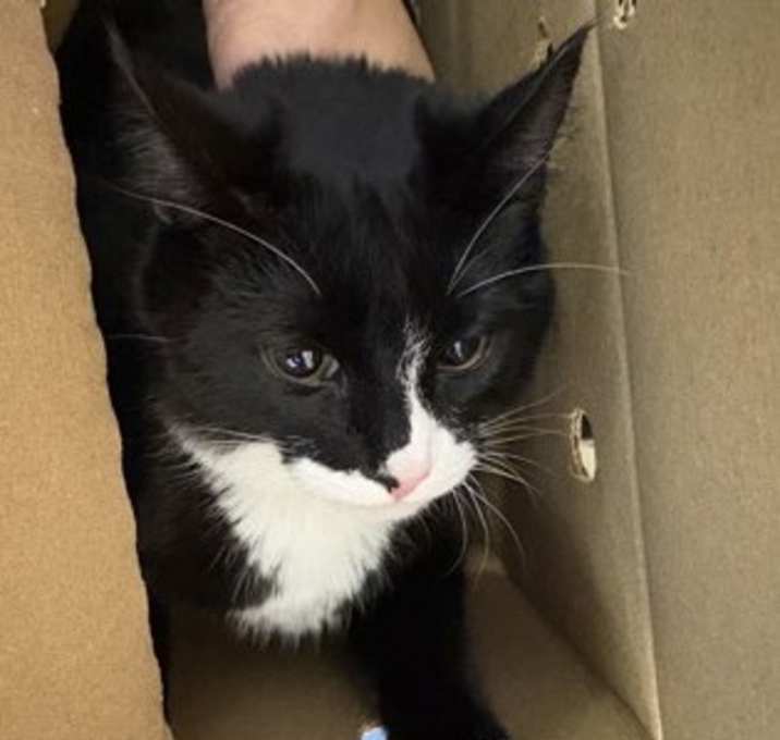 Photo of Onyx-ADOPTED