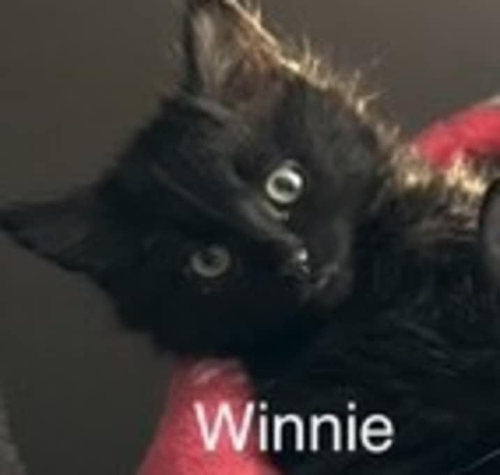 Photo of Winnie