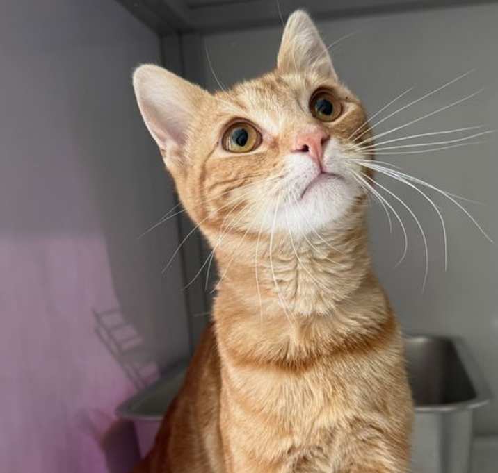 Photo of Mr Marmalade (kitten)