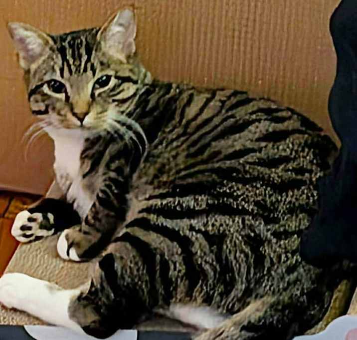 Photo of Henry&Copper