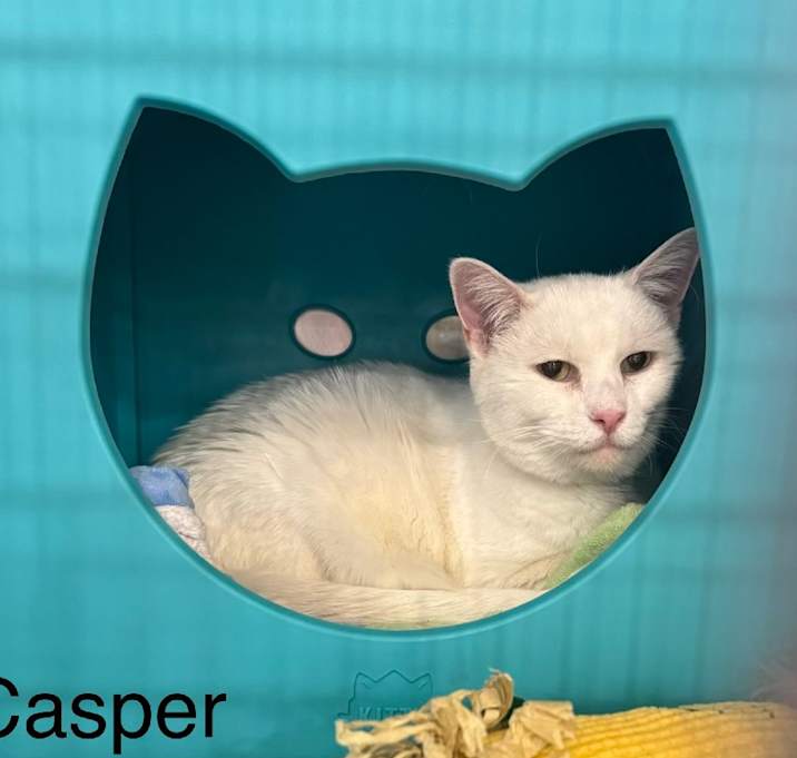 Photo of Casper