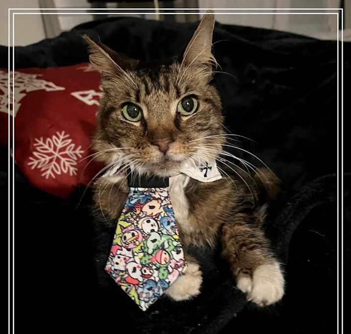 Photo of Mr Whiskers