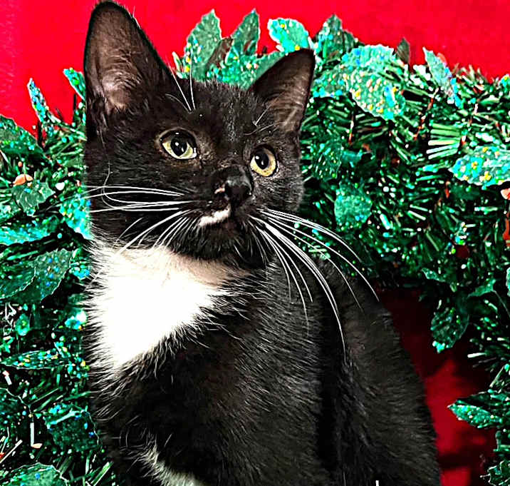 Photo of Butter Spritz