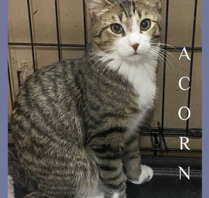 Photo of ACORN