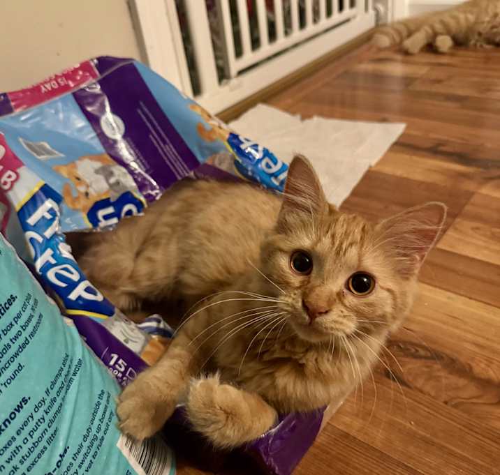 Photo of Rosie =^.^=