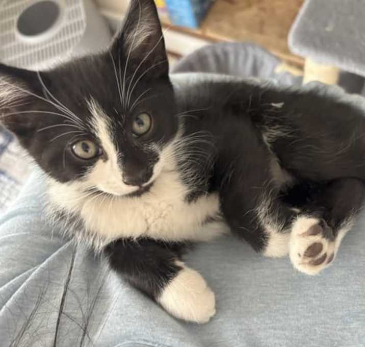 Photo of Dark Nose Duck