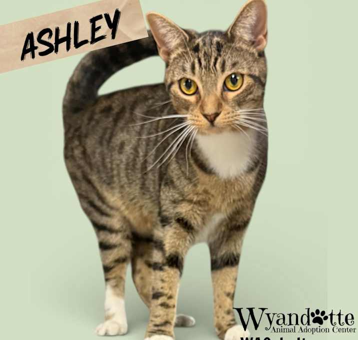 Photo of ASHLEY (LOVES OTHER CATS)