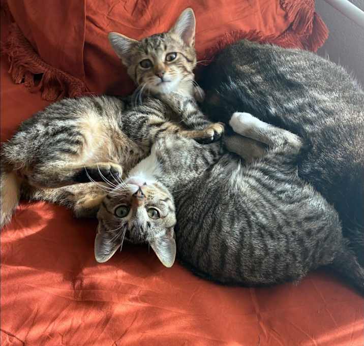 Photo of Meatloaf and Munchkin