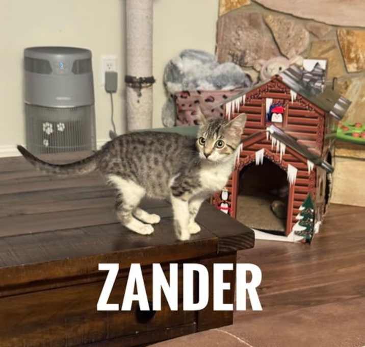 Photo of Zander