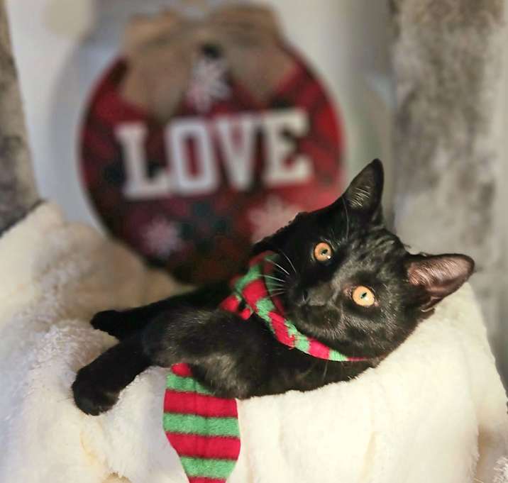 Photo of Leonidas Marlowe Ravenshaw