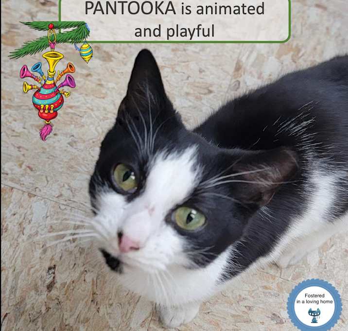 Photo of Pantooka