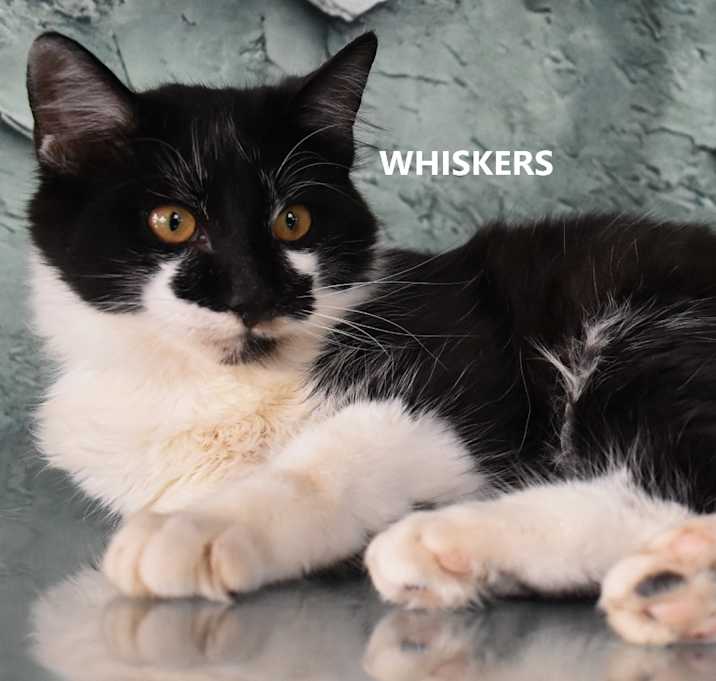 Photo of Whiskers