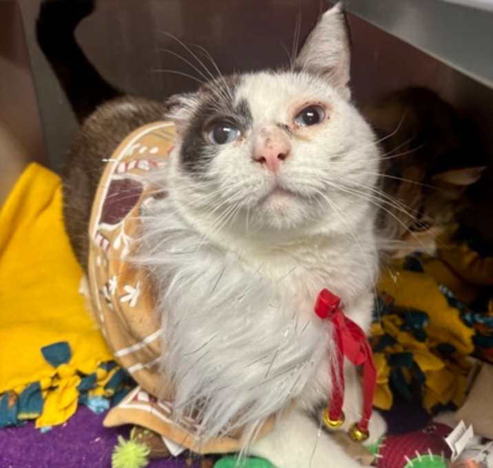 Photo of Baby - Bonded to Meno