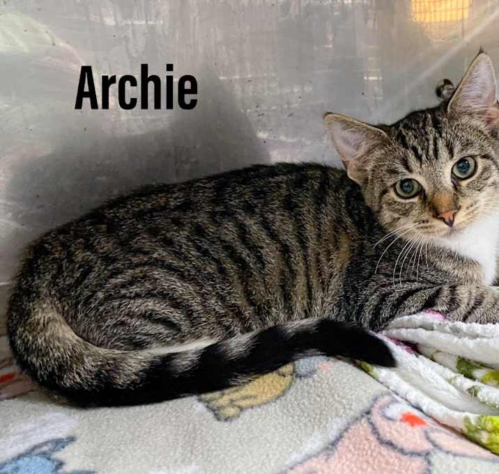 Photo of Archie