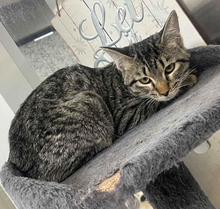 Photo of Señor Gato