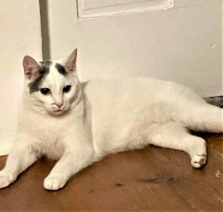 Photo of CHARGER and CHALLENGER- FOSTER NEEDED