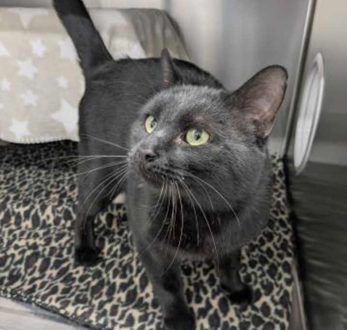 Photo of Mr. Bojangles