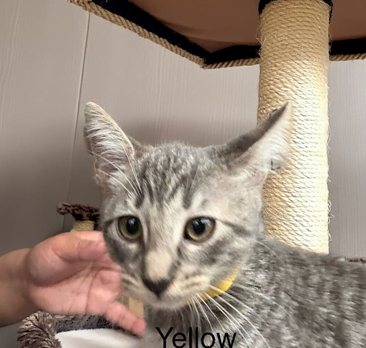 Photo of Hollis yellow