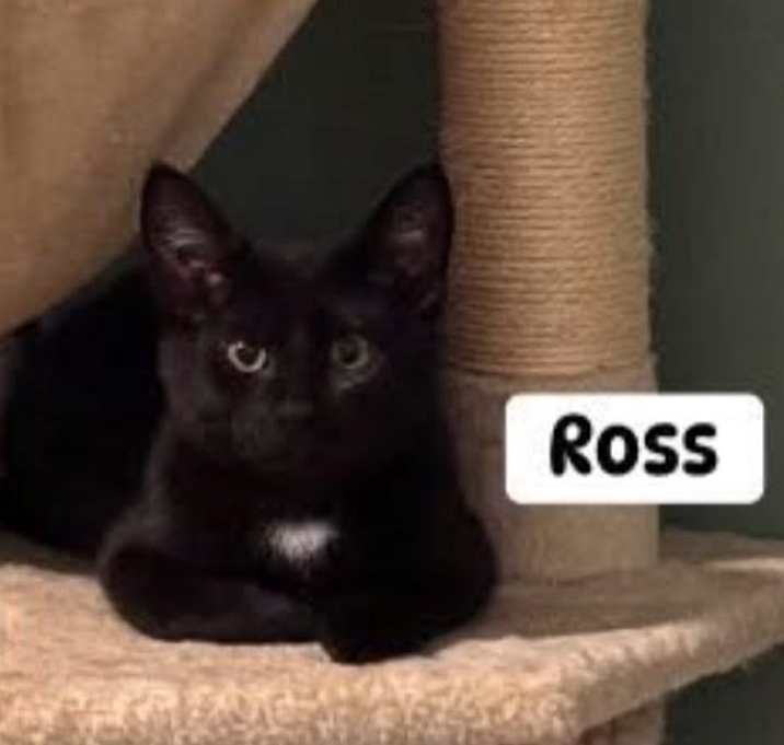 Photo of Ross