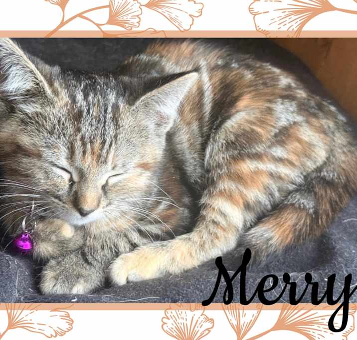 Photo of Merry