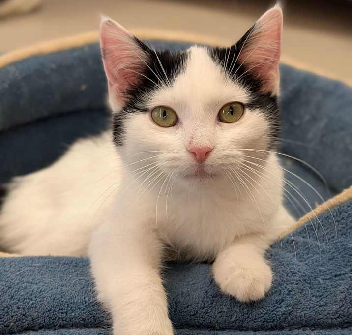 Photo of Tax Evasion - Party Animal