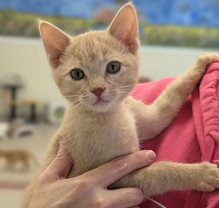 Photo of Sandstorm - Love Bug