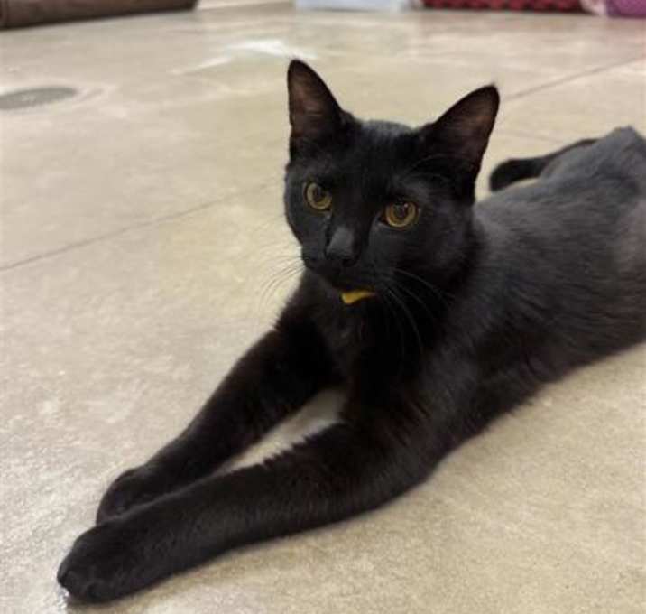 Photo of Bobby (Yellow)