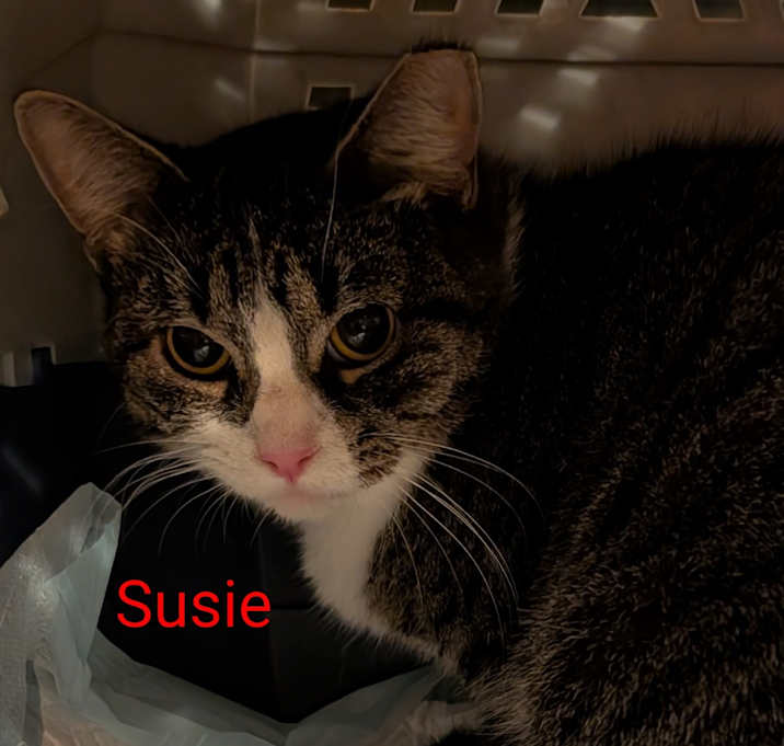 Photo of Susie @PAWZ pet cafe