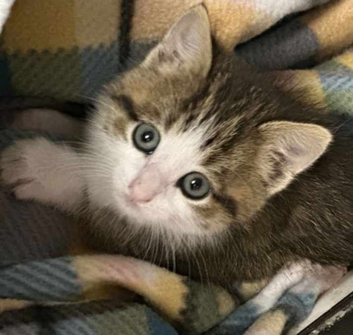 Photo of Honey Lemon