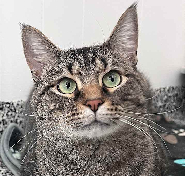 Photo of Reginald Purrsworth