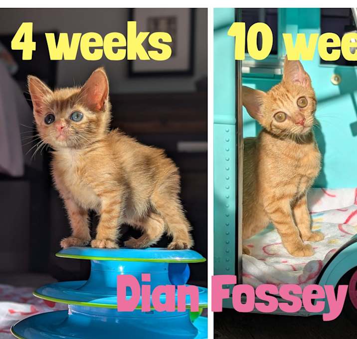 Photo of Dian (The Little Legends)