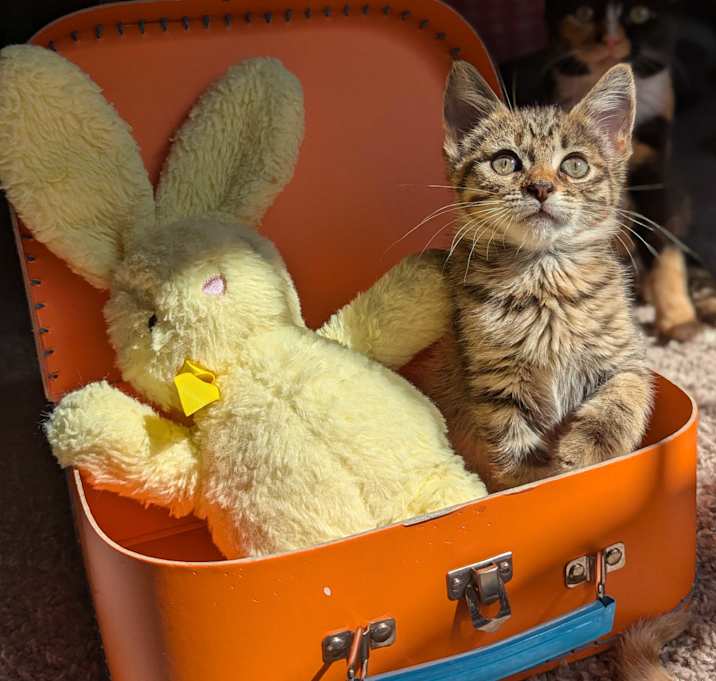 Photo of Jane (The Little Legends)