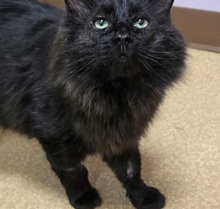 Photo of Mr. Buddy Boy