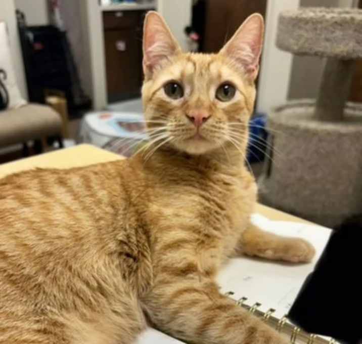 Photo of Dexter [CP]