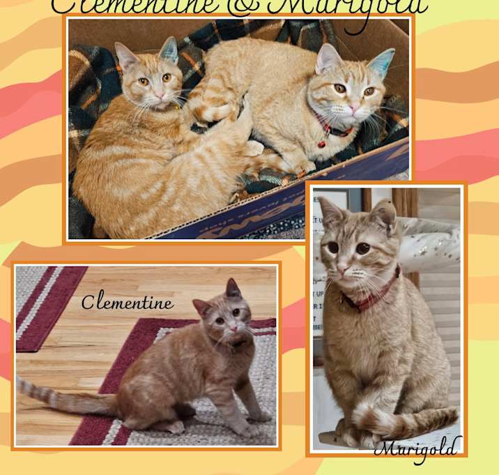 Photo of Clementine & Marigold (BONDED)