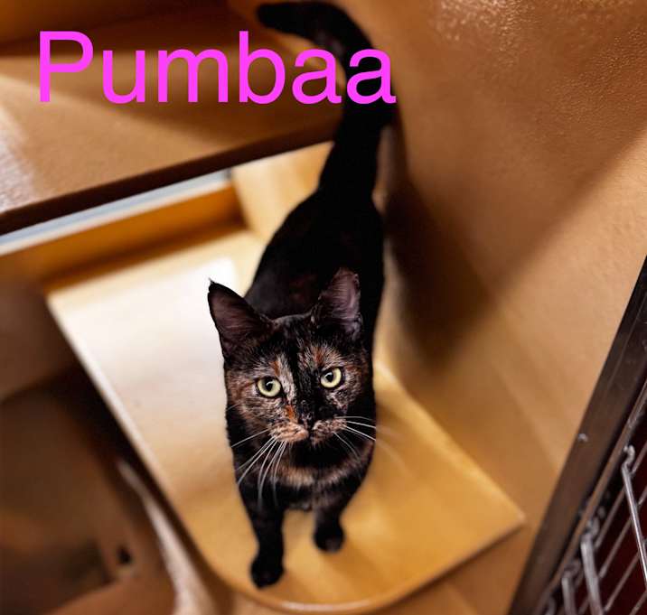 Photo of Pumbaa