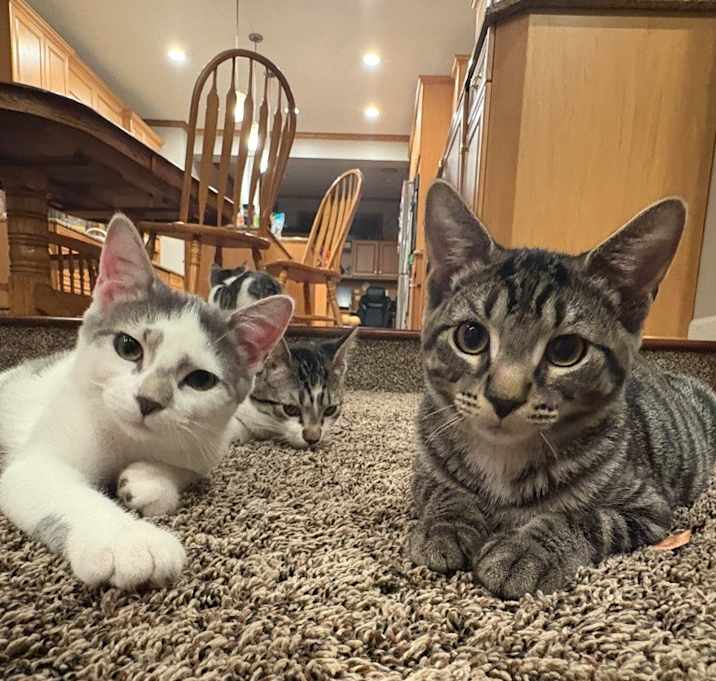 Photo of Mozzie / Brie