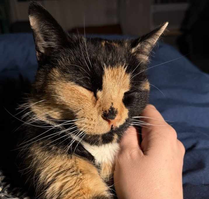 Photo of Kaleidoscope (25-245 C)