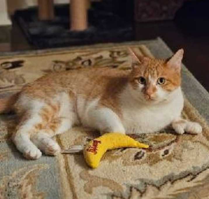 Photo of Pearl -cute mittens! @PAWZ pet cafe