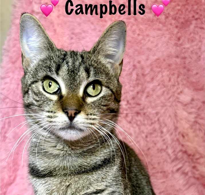 Photo of Campbells
