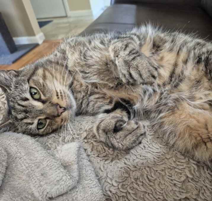 Photo of Triple Toe Tommy