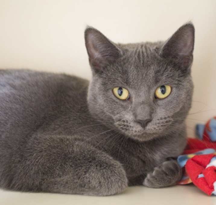 Photo of Molly (bonded with Matilda)