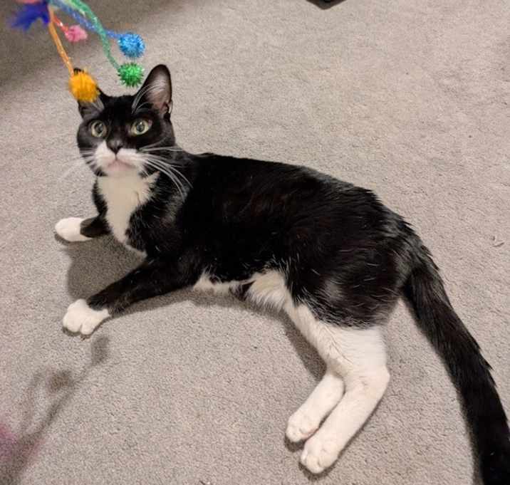 Photo of Majestic Meowel In A Towel