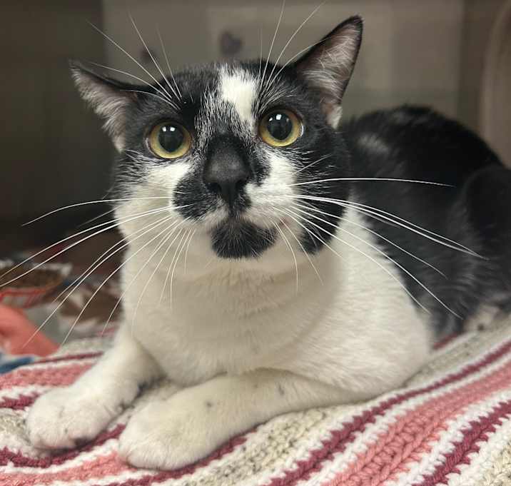 Photo of Tony (Speck)