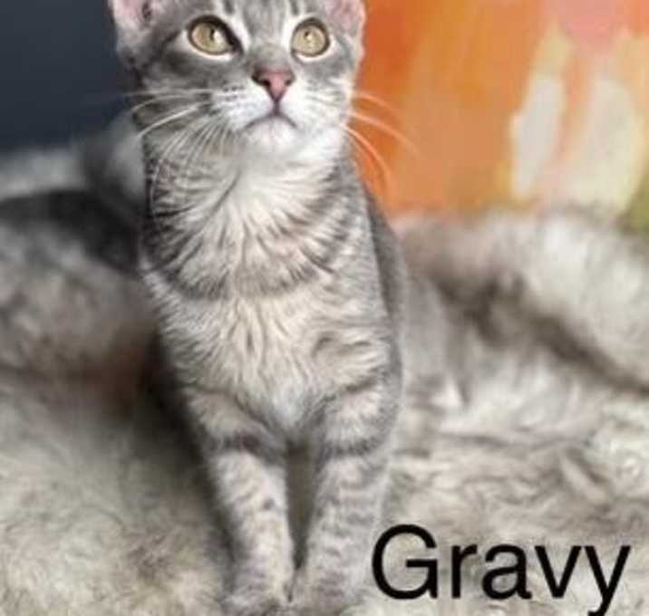 Photo of Gravy