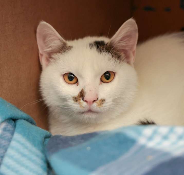 Photo of Buttercream