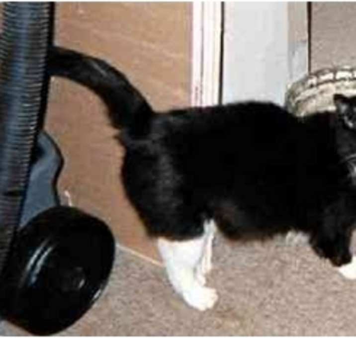 Photo of Sylvester